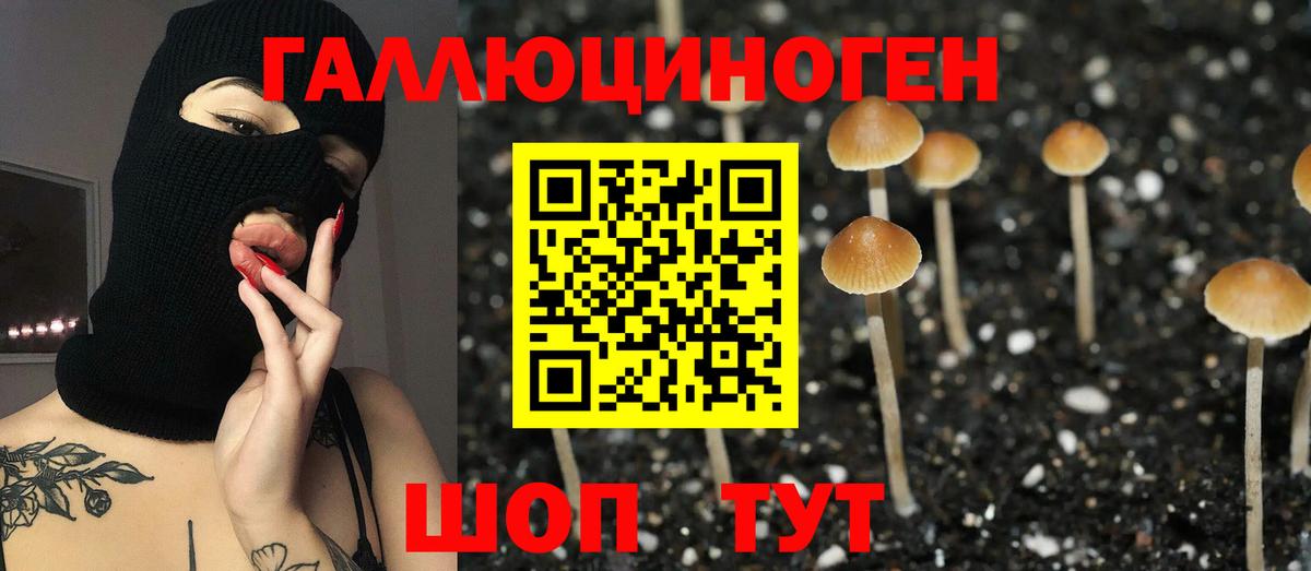 Галлюциногенные грибы Psilocybine cubensis  Вход с VPN  Обь 